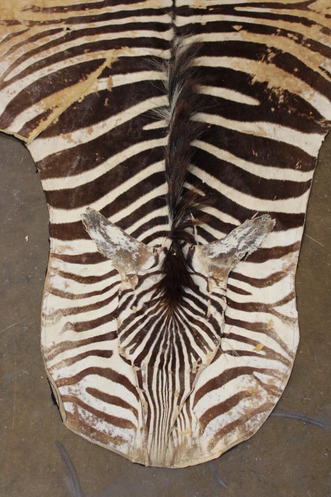 ZEBRA HIDE or ZEBRA RUG with Felt Backing - 3