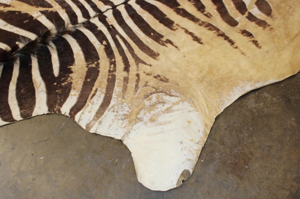 ZEBRA HIDE or ZEBRA RUG with Felt Backing - 4