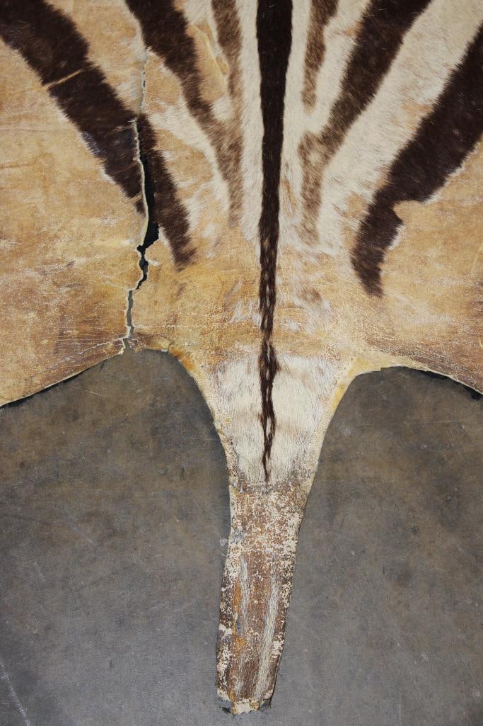 ZEBRA HIDE or ZEBRA RUG with Felt Backing - 7