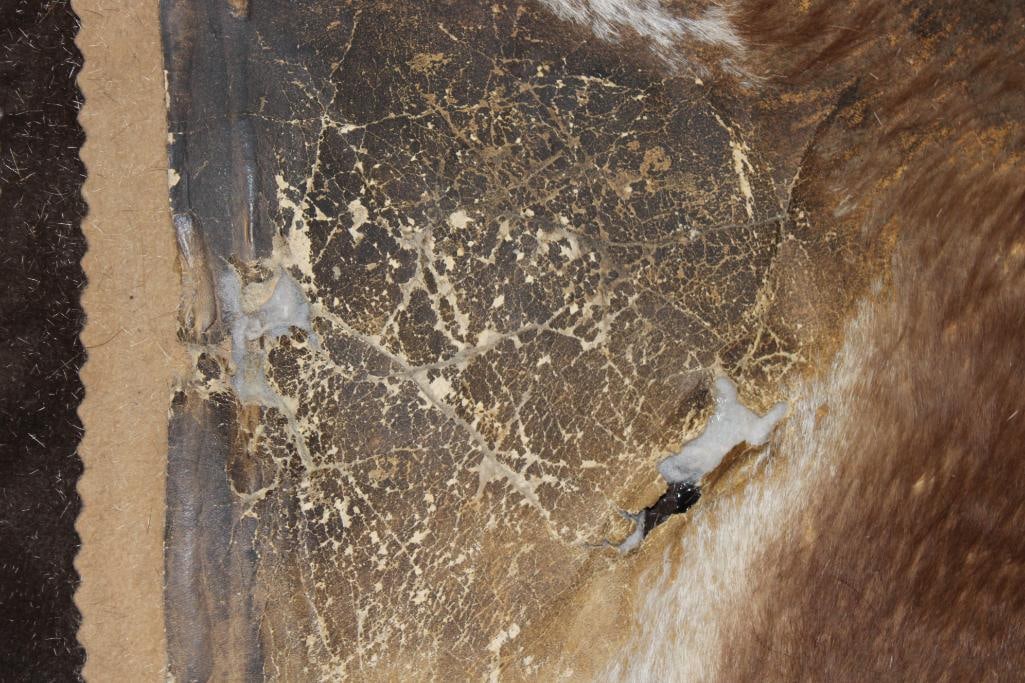 BLESBOK Back Hide RUG with Felt - 4