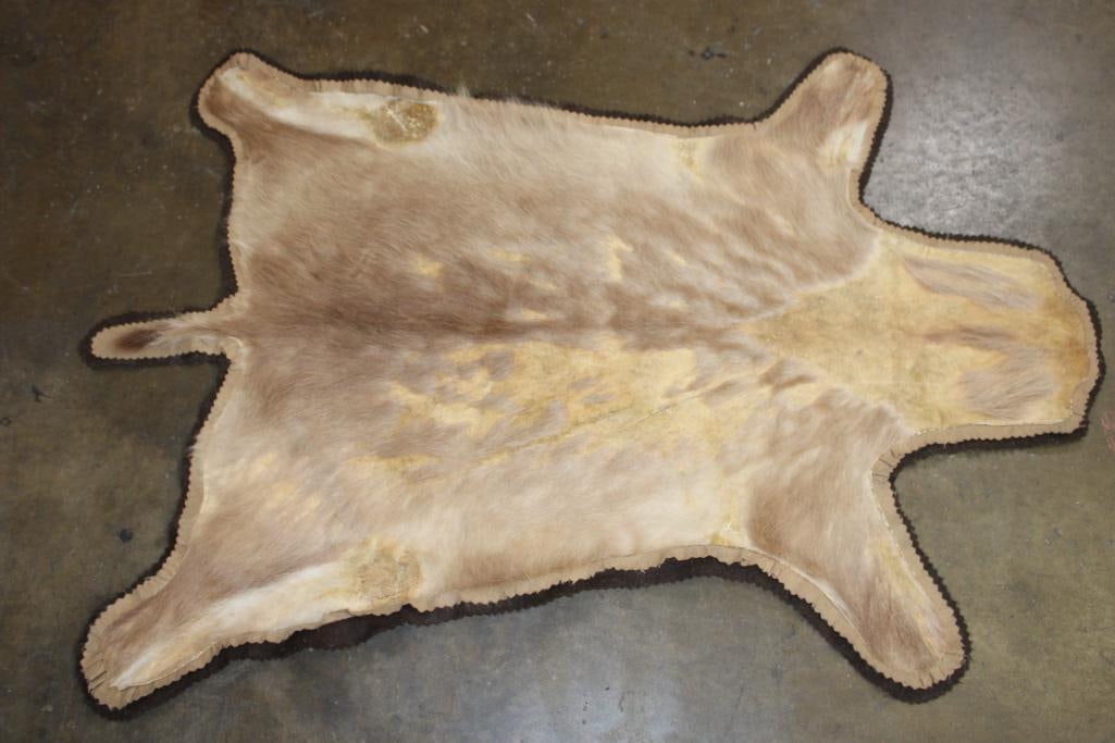 GAZELLE HIDE or GAZELLE RUG with a Felt Backing: Rough GAZELLE HIDE or GAZELLE RUG with a Felt Backing. It measures 65" Long x 47" Wide. TAXIDERMY RUGS 
