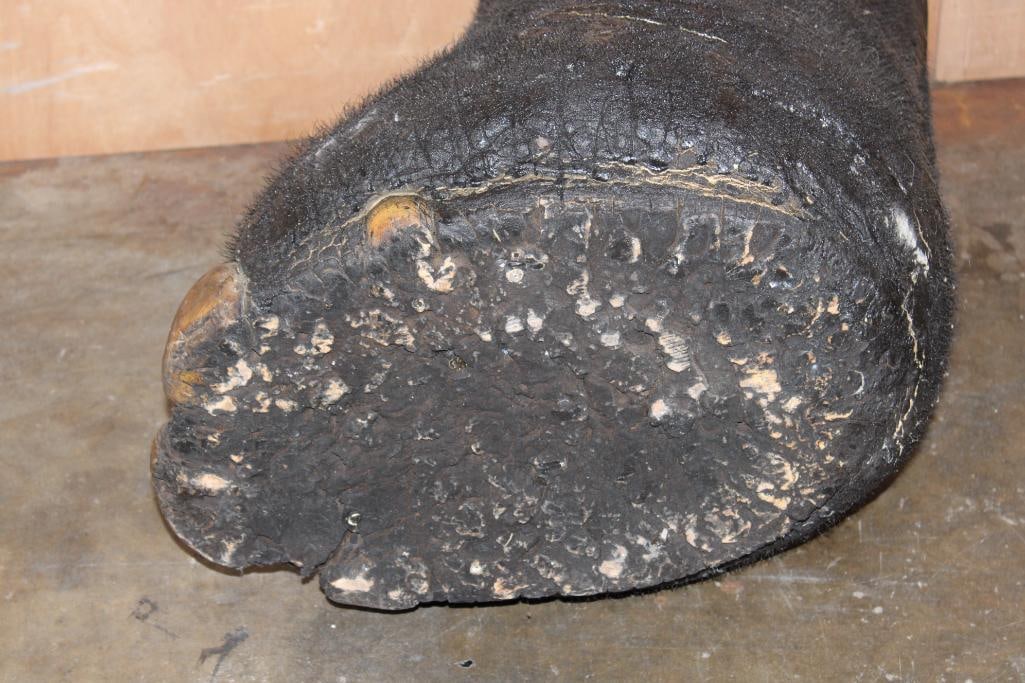 ELEPHANT Foot Canister with a Brass Liner - 7