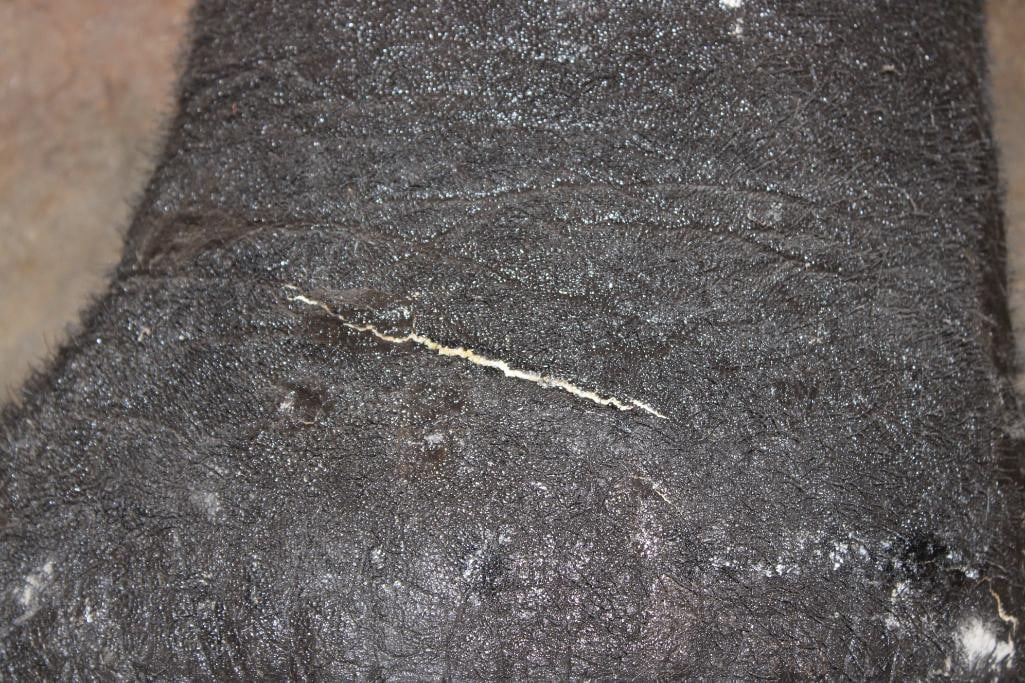 ELEPHANT Foot Canister with a Brass Liner - 8