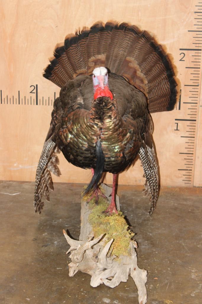 Life-sized Strutting TURKEY on a Driftwood Base: Very Nice Life-sized Strutting TURKEY on a Driftwood Base. It measures 38" Long x 20" Wide x 28" Tall and is in Very Good Condition. TAXIDERMY BIRDS 