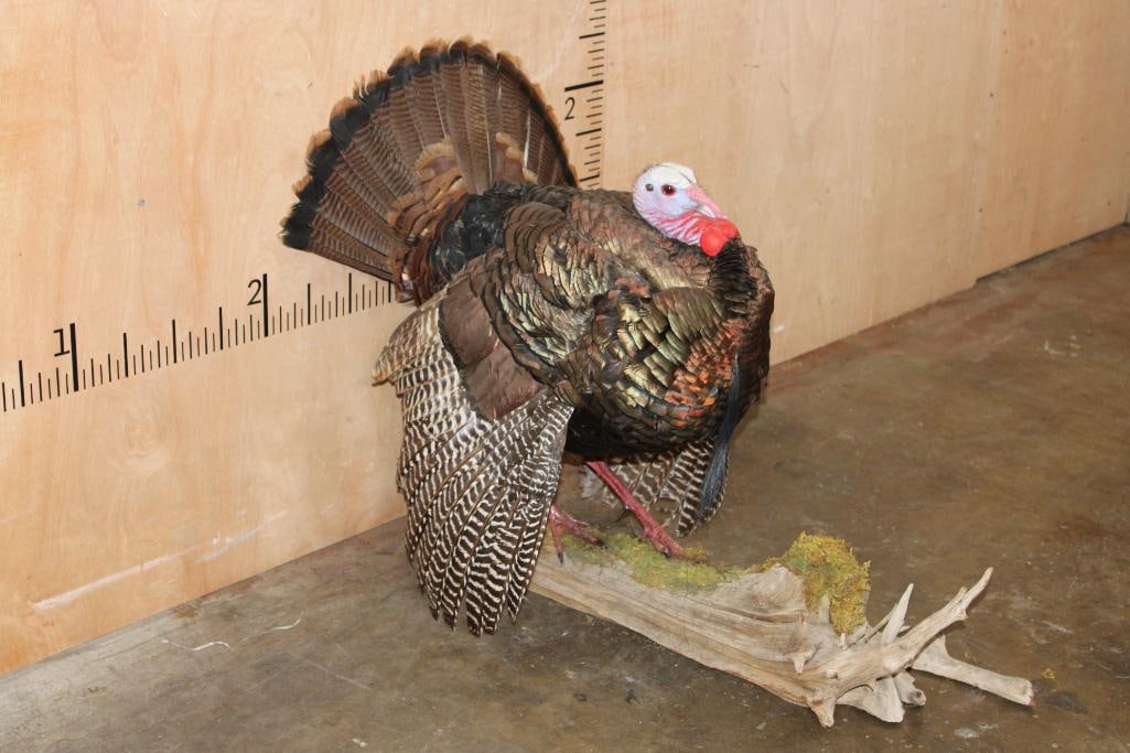 Life-sized Strutting TURKEY on a Driftwood Base - 2