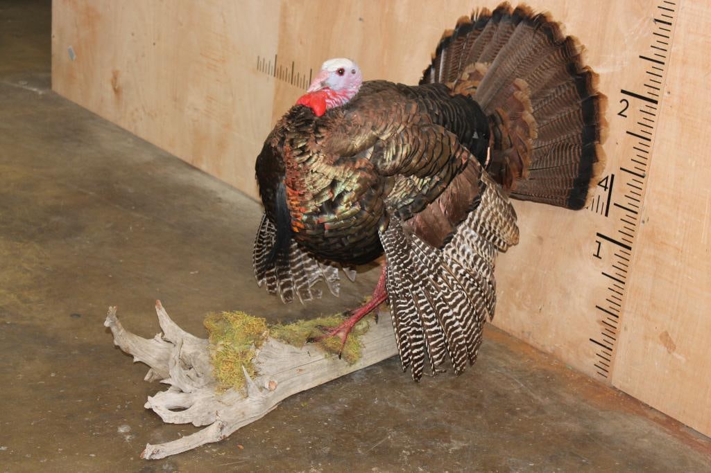 Life-sized Strutting TURKEY on a Driftwood Base - 3