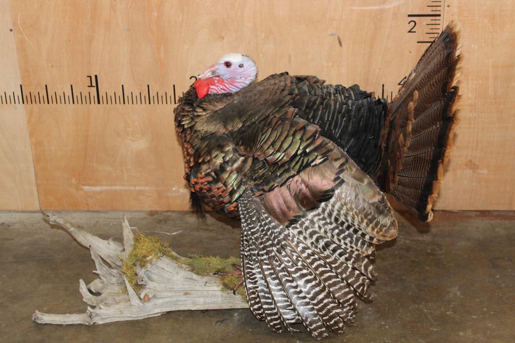 Life-sized Strutting TURKEY on a Driftwood Base - 4