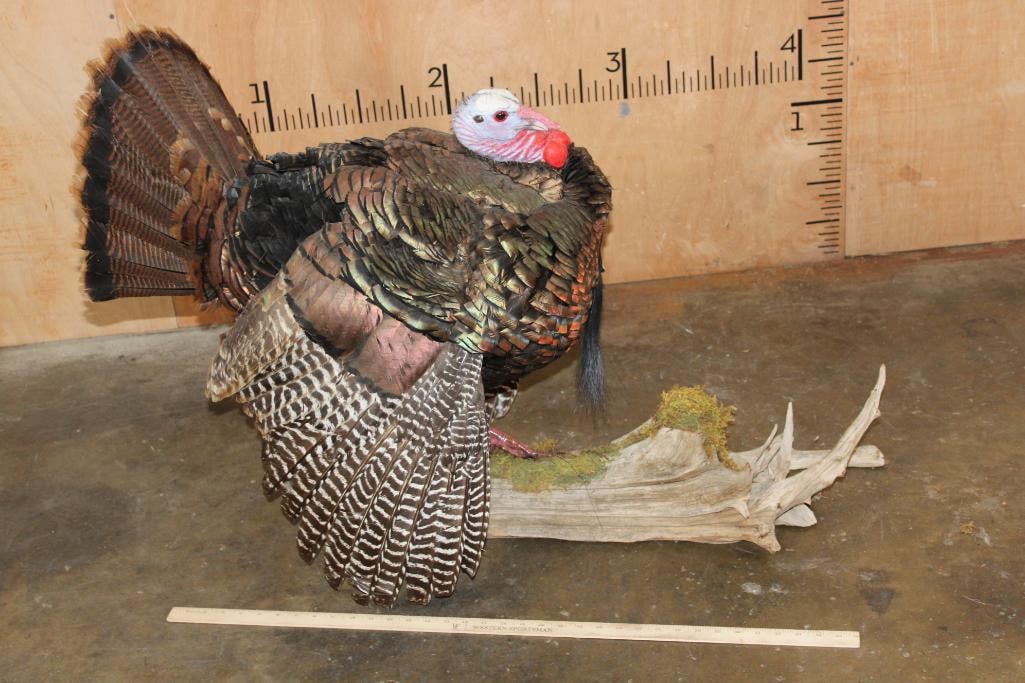 Life-sized Strutting TURKEY on a Driftwood Base - 5