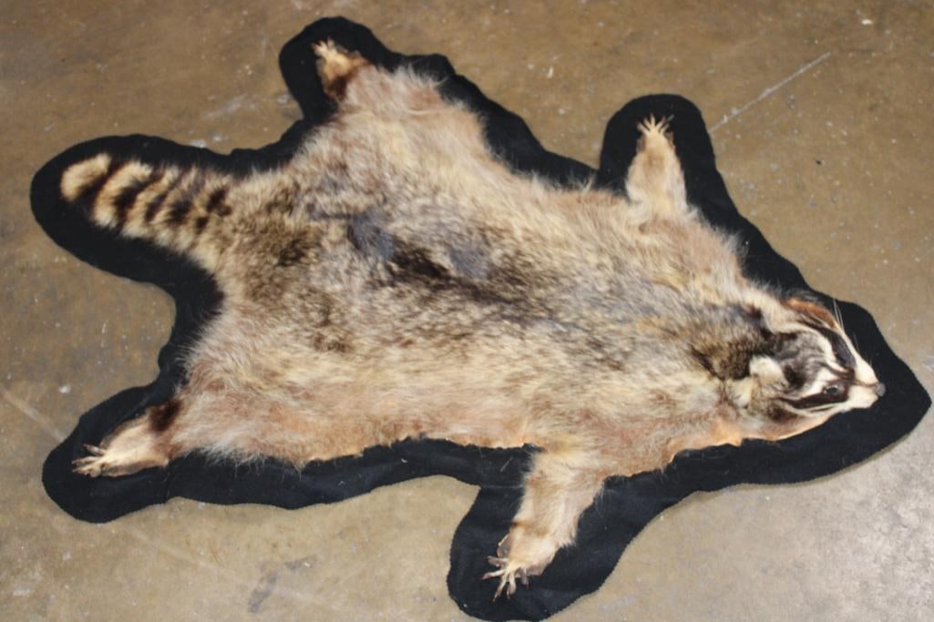RACCOON Hide or RACCOON Rug with Felted Backing: RACCOON Hide or RACCOON Rug with Felted Backing. It measures 53" Long x 37" Wide and is in Good Condition. TAXIDERMY 