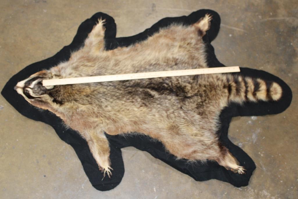 RACCOON Hide or RACCOON Rug with Felted Backing - 2