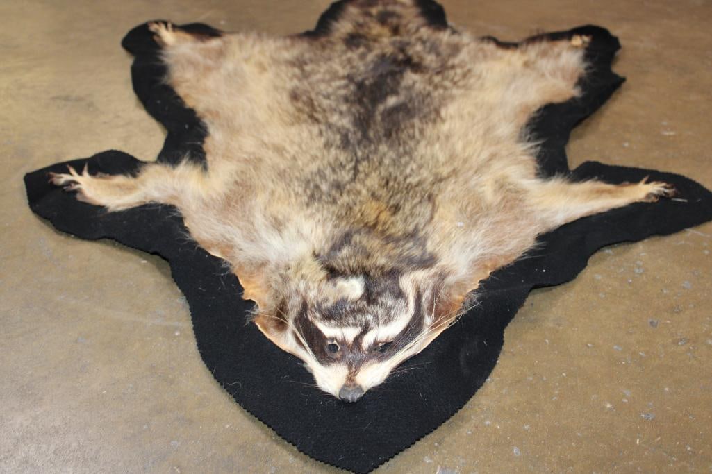 RACCOON Hide or RACCOON Rug with Felted Backing - 3
