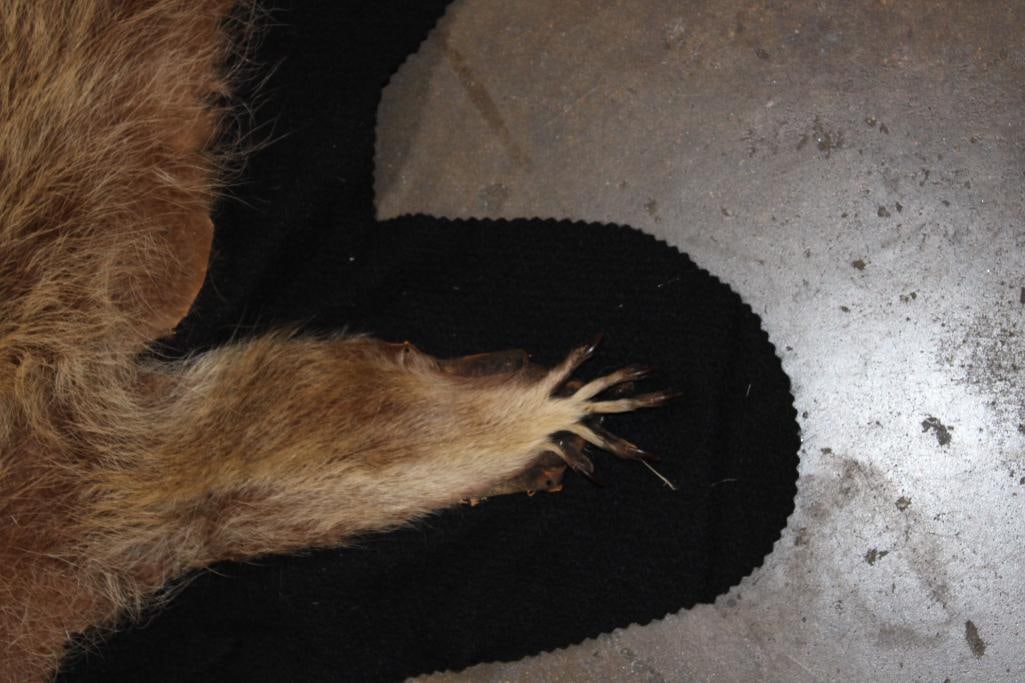 RACCOON Hide or RACCOON Rug with Felted Backing - 4