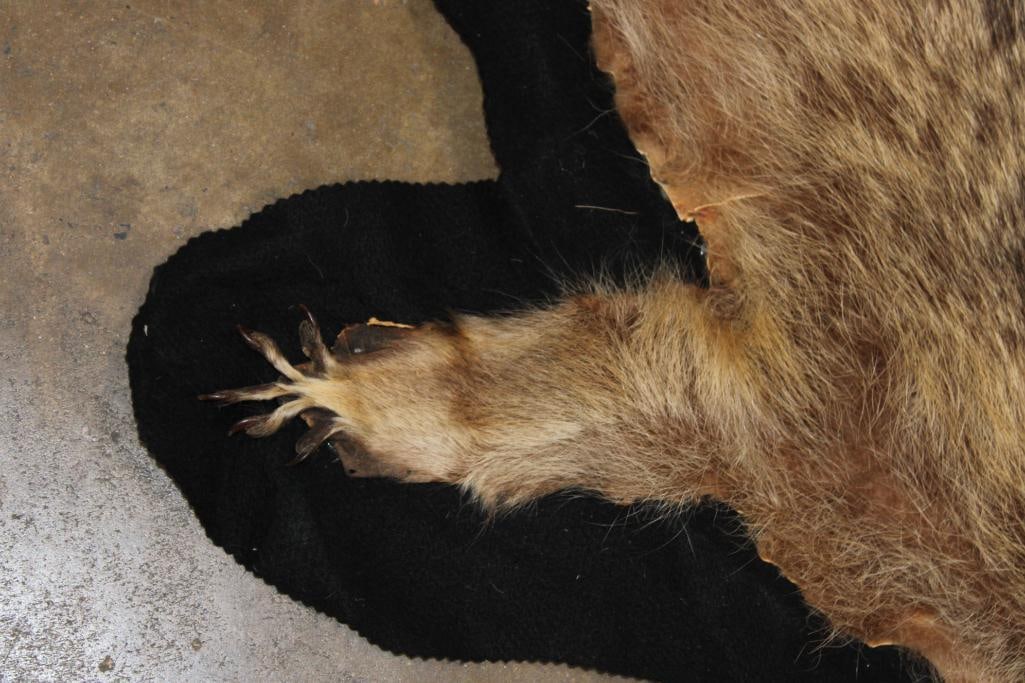 RACCOON Hide or RACCOON Rug with Felted Backing - 5