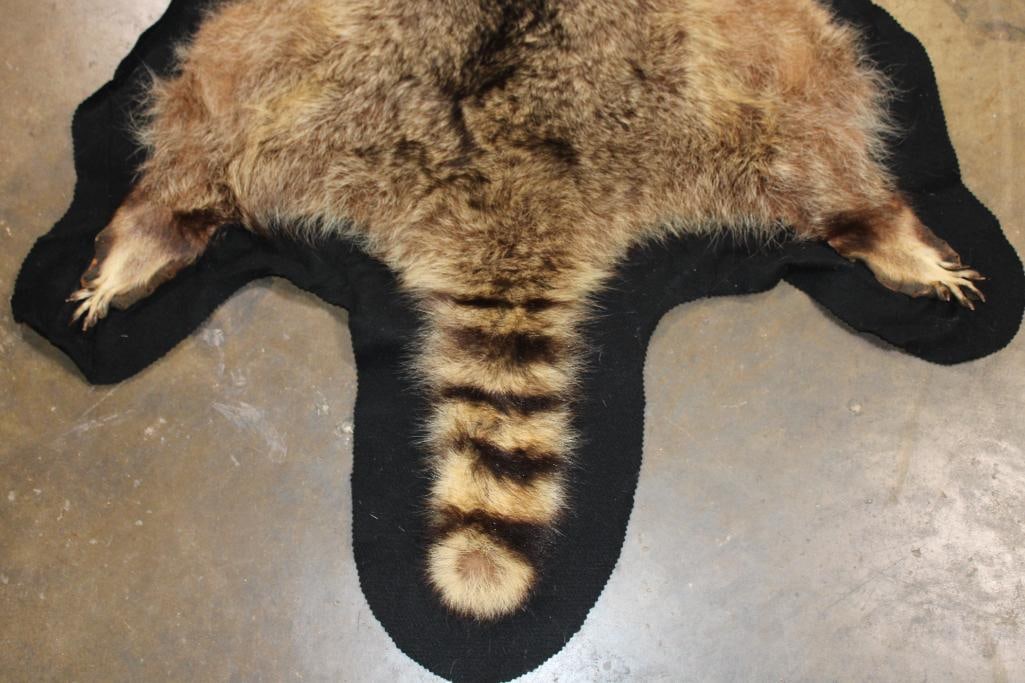 RACCOON Hide or RACCOON Rug with Felted Backing - 6