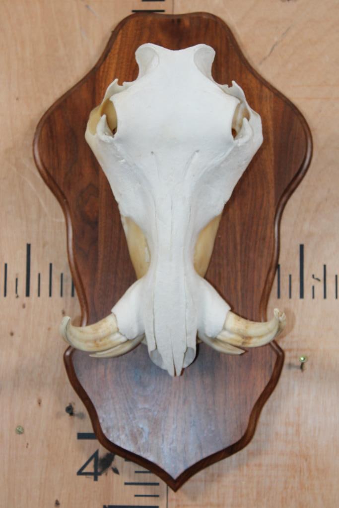 Female WARTHOG Skull on a Wooden Plaque (1 of 8)