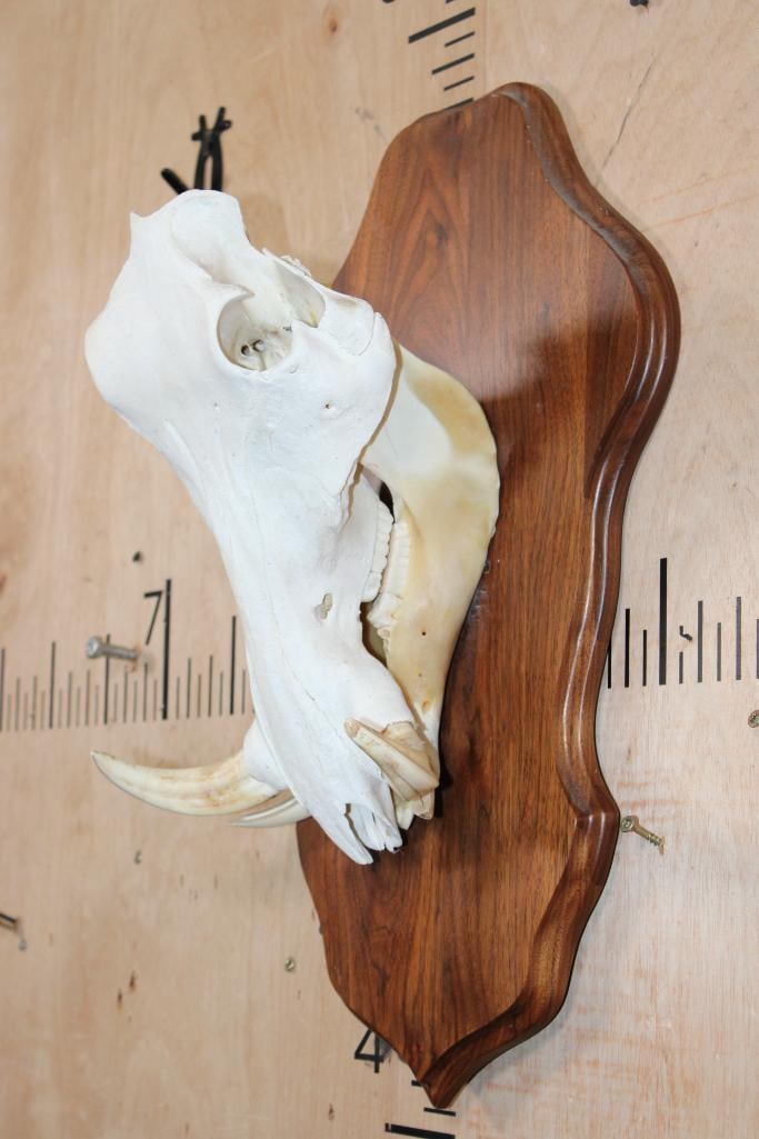 Female WARTHOG Skull on a Wooden Plaque - 2