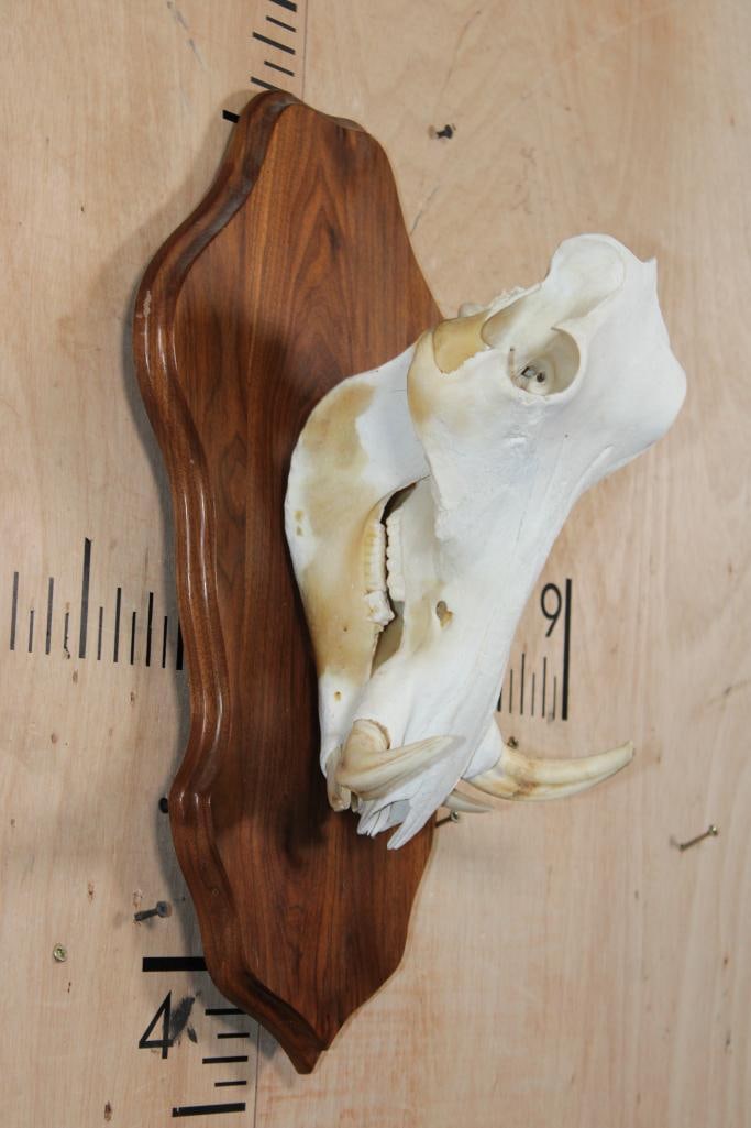 Female WARTHOG Skull on a Wooden Plaque - 3