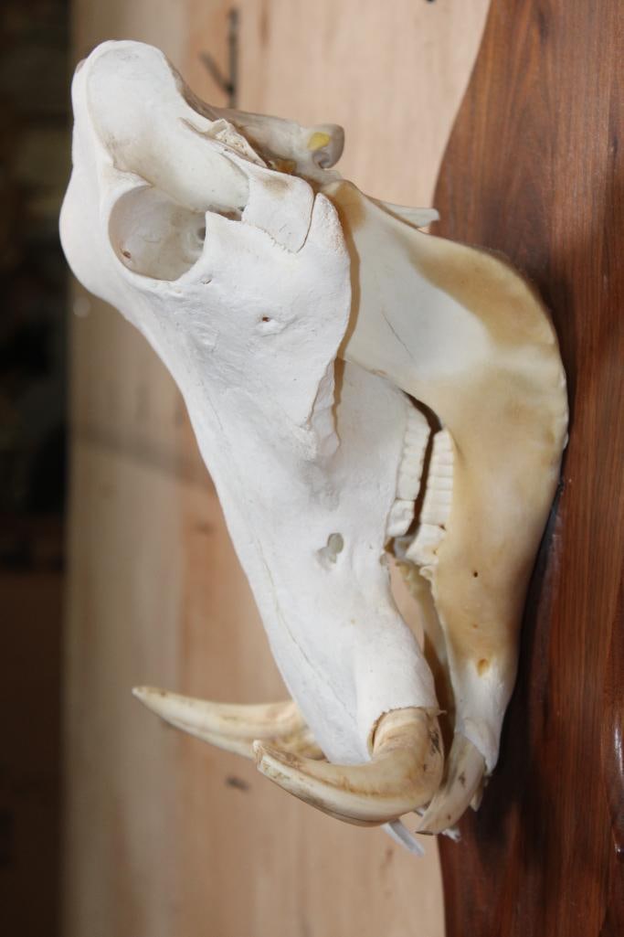 Female WARTHOG Skull on a Wooden Plaque - 4