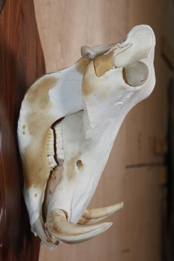 Female WARTHOG Skull on a Wooden Plaque - 5
