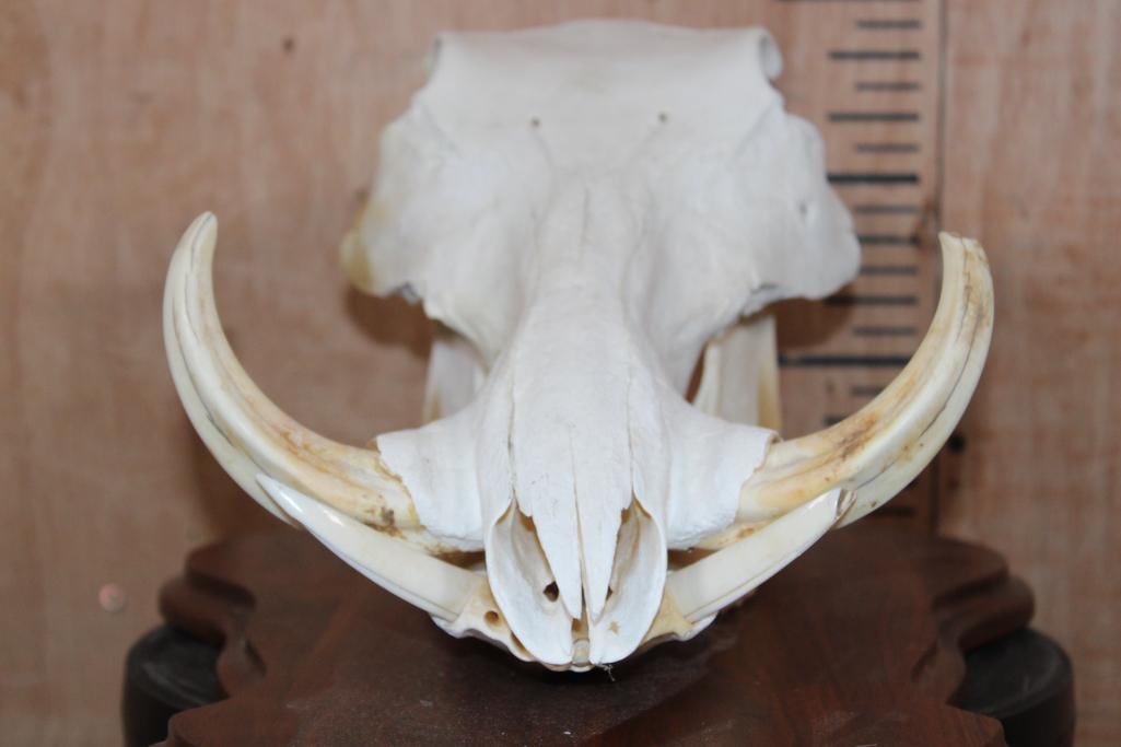 Female WARTHOG Skull on a Wooden Plaque - 6