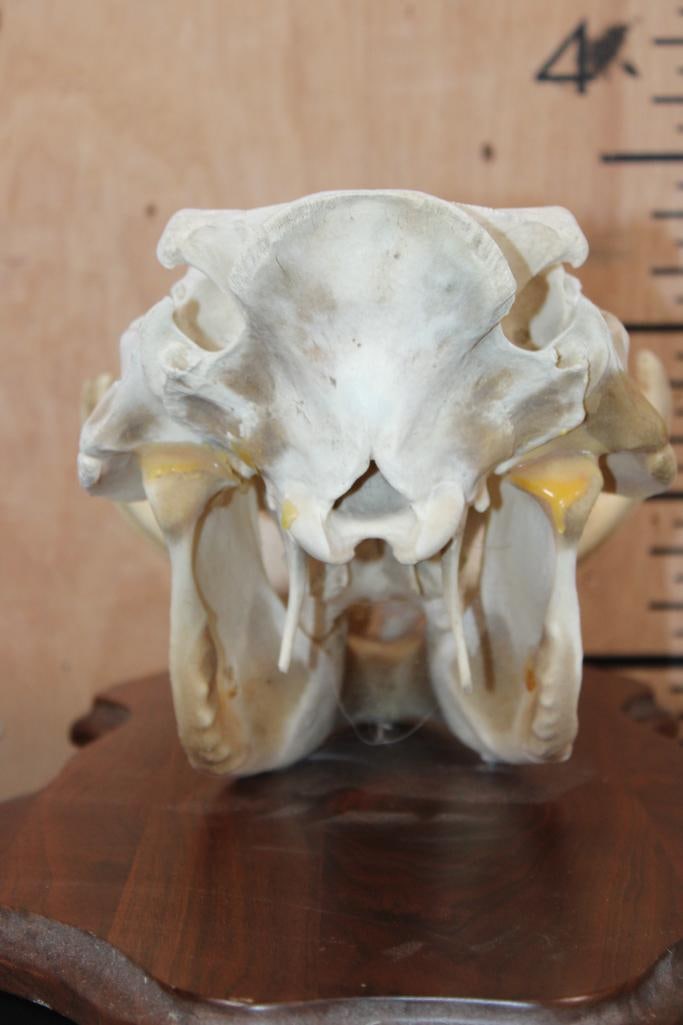 Female WARTHOG Skull on a Wooden Plaque - 7