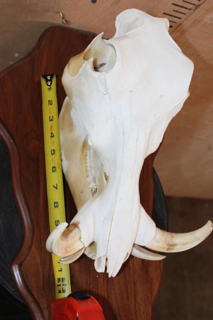 Female WARTHOG Skull on a Wooden Plaque - 8