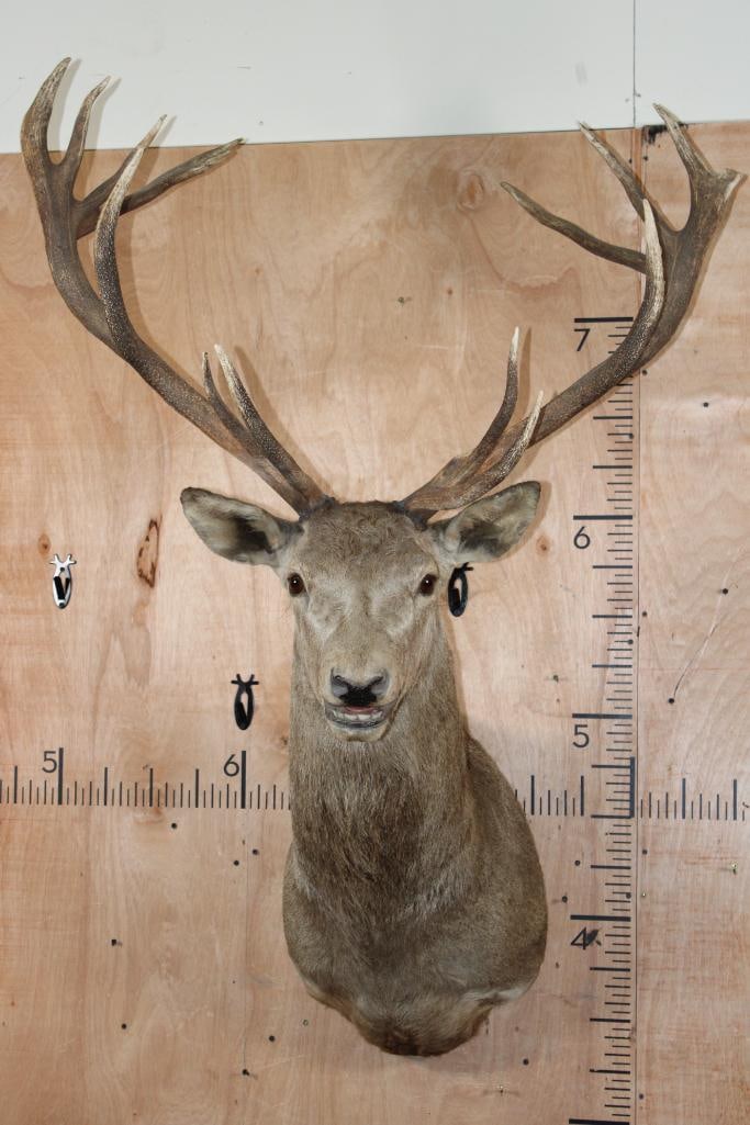 15-Point RED STAG Shoulder Mount: 15-Point RED STAG Shoulder Mount. It has a 39.5" Spread and is in Good Condition. TAXIDERMY 