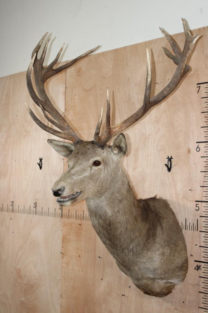 15-Point RED STAG Shoulder Mount - 3