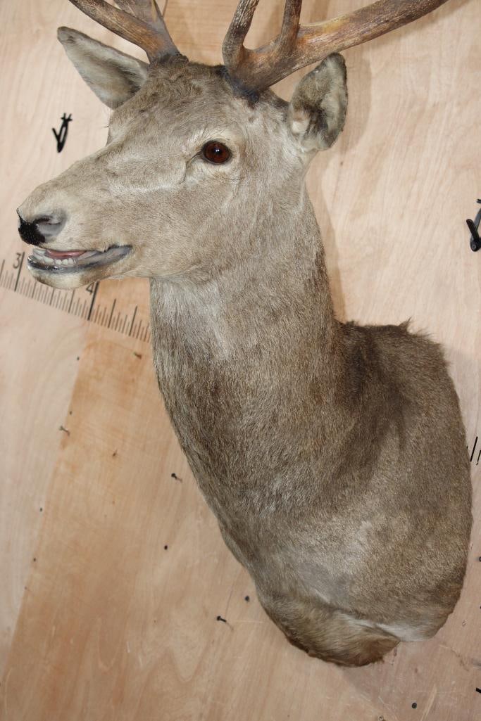 15-Point RED STAG Shoulder Mount - 4