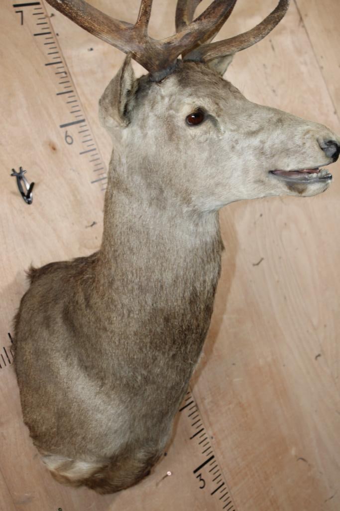 15-Point RED STAG Shoulder Mount - 6