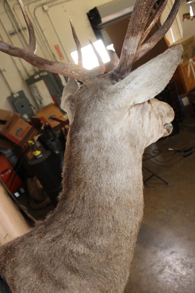 15-Point RED STAG Shoulder Mount - 7