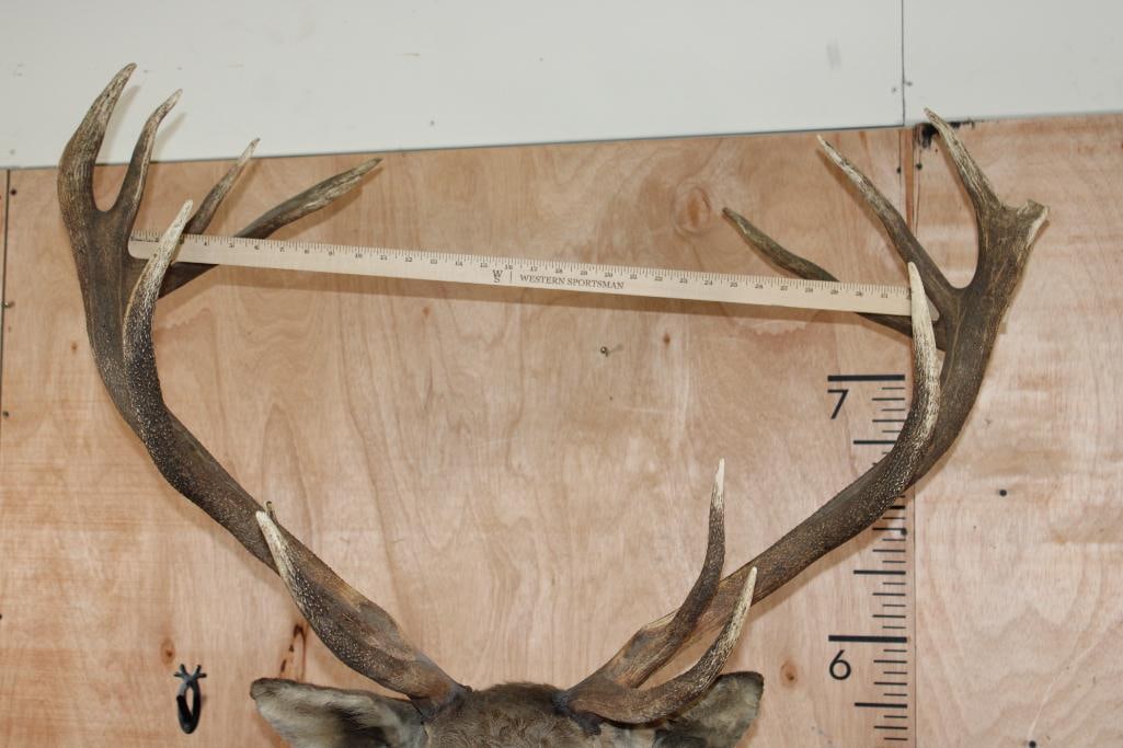 15-Point RED STAG Shoulder Mount - 8