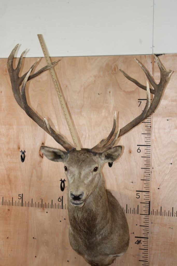 15-Point RED STAG Shoulder Mount - 9