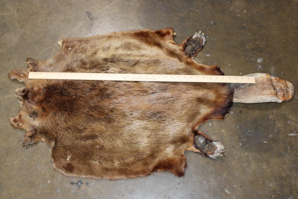 BEAVER Hide or Pelt with Paws, Claws, and its Tail - 2