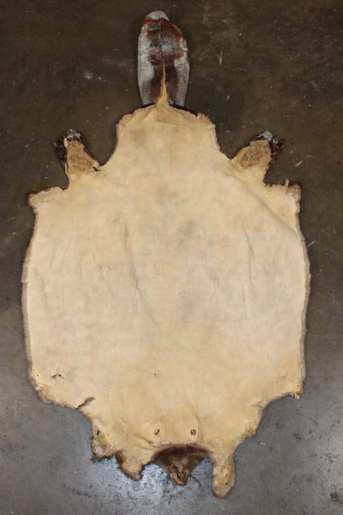 BEAVER Hide or Pelt with Paws, Claws, and its Tail - 3