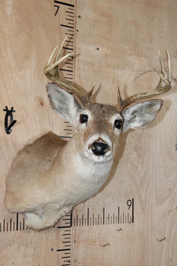 Small 8-Point WHITETAIL DEER Shoulder Mount (1 of 6)