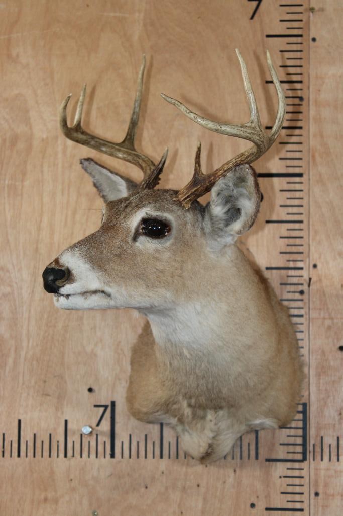 Small 8-Point WHITETAIL DEER Shoulder Mount - 2