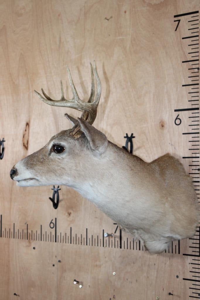 Small 8-Point WHITETAIL DEER Shoulder Mount - 3