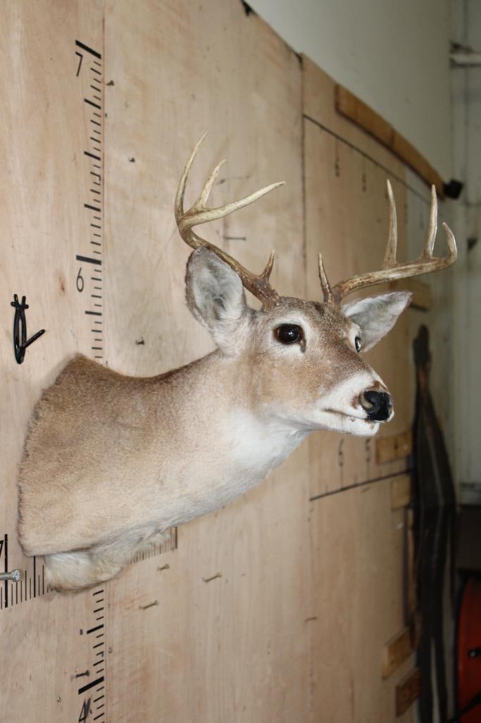 Small 8-Point WHITETAIL DEER Shoulder Mount - 4