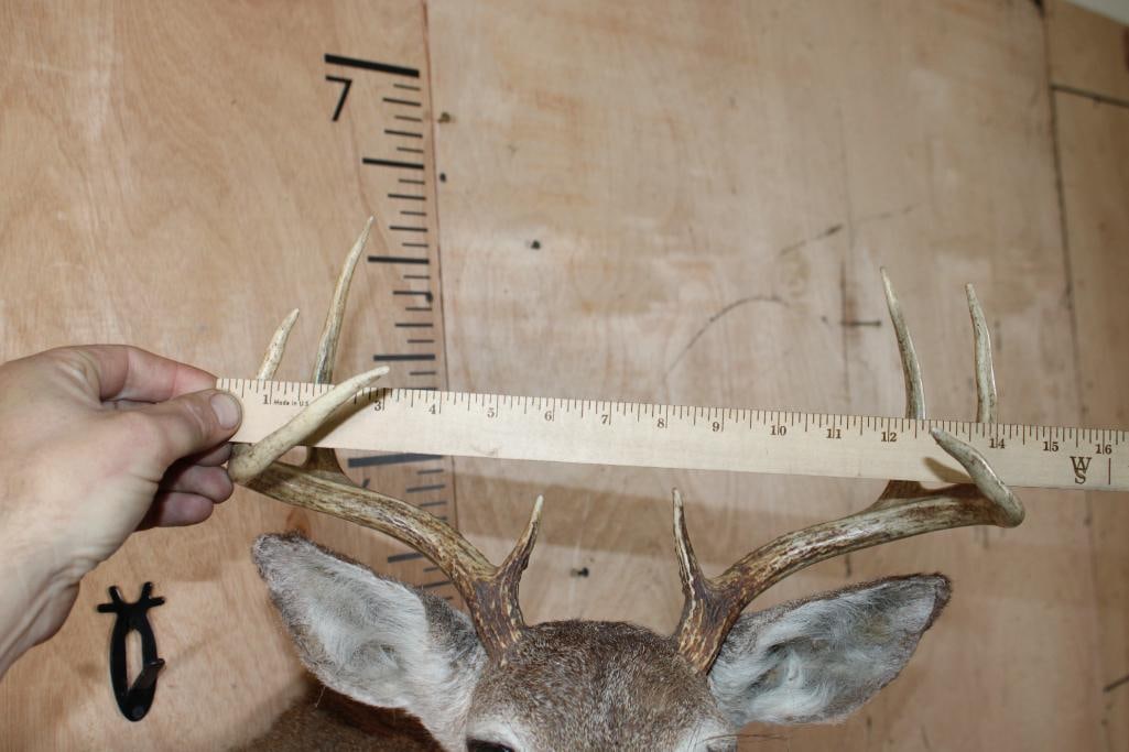 Small 8-Point WHITETAIL DEER Shoulder Mount - 5