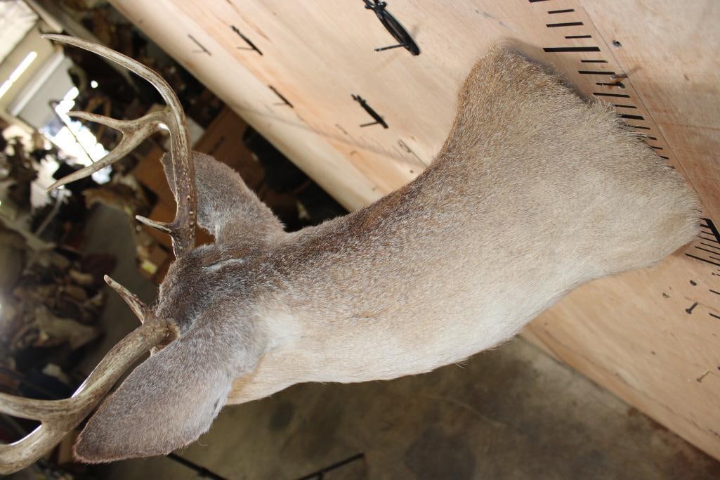 Small 8-Point WHITETAIL DEER Shoulder Mount - 6