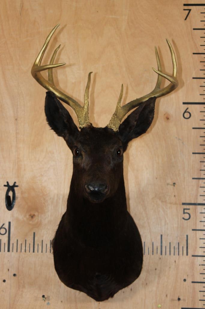 9-Point WHITETAIL DEER Shoulder Mount Dyed Black with Painted Gold Horns: 9-Point WHITETAIL DEER Shoulder Mount Dyed Black with Painted Gold Horns. It has a 14.75" Spread and Goat Eyes. DECORATIVE TAXIDERMY 