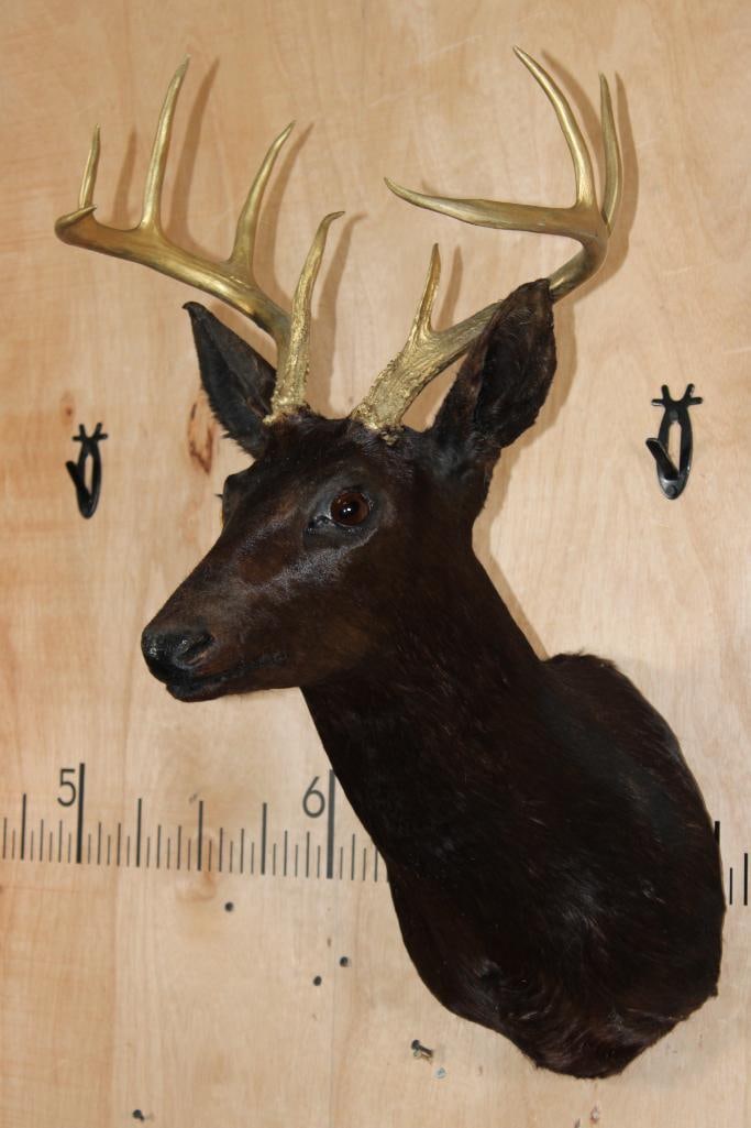 9-Point WHITETAIL DEER Shoulder Mount Dyed Black with Painted Gold Horns - 2