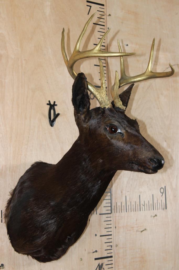 9-Point WHITETAIL DEER Shoulder Mount Dyed Black with Painted Gold Horns - 3