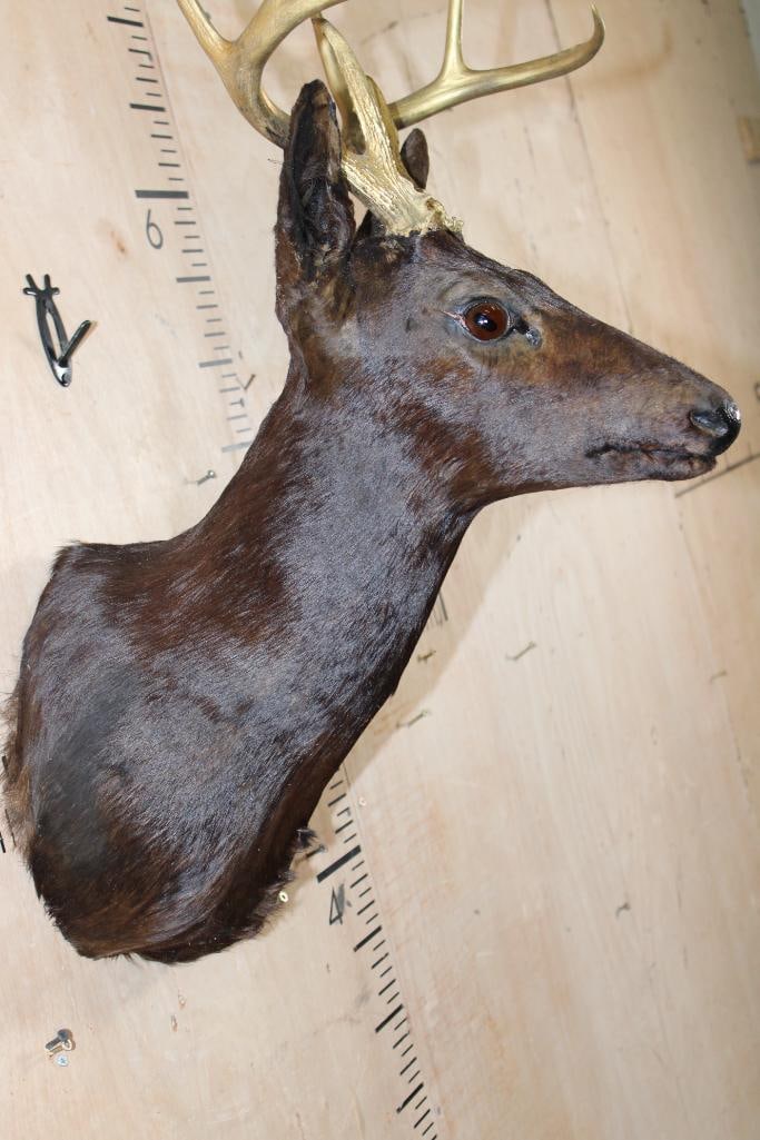 9-Point WHITETAIL DEER Shoulder Mount Dyed Black with Painted Gold Horns - 4