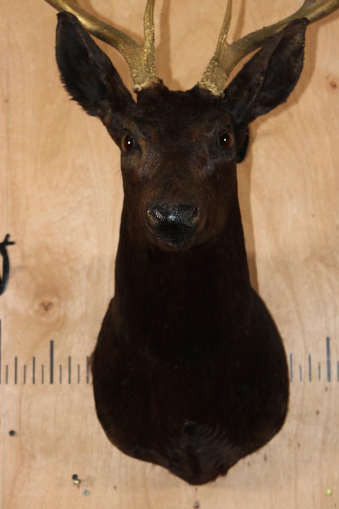9-Point WHITETAIL DEER Shoulder Mount Dyed Black with Painted Gold Horns - 5