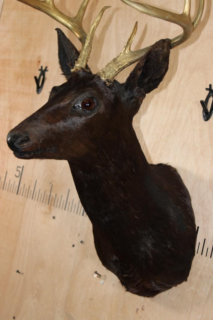 9-Point WHITETAIL DEER Shoulder Mount Dyed Black with Painted Gold Horns - 6