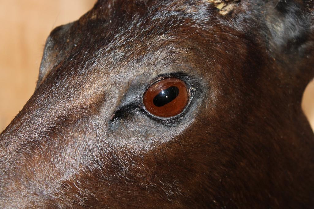 9-Point WHITETAIL DEER Shoulder Mount Dyed Black with Painted Gold Horns - 7