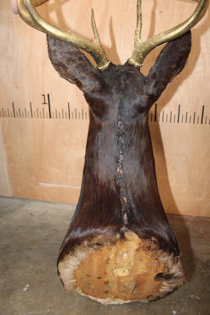 9-Point WHITETAIL DEER Shoulder Mount Dyed Black with Painted Gold Horns - 8