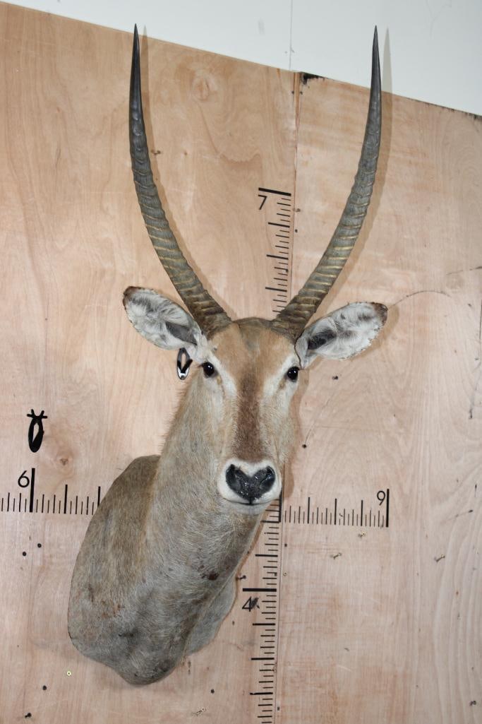 WATERBUCK Shoulder Mount: WATERBUCK Shoulder Mount. This is an older mount in Fair Condition. 